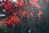 Cara Menanam Pohon Maple Merah Jepang dari Biji