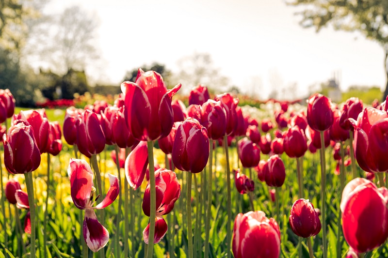 7 Fakta Yang Harus Diketahui Setiap Kekasih Tulip - Toko Bunga Ciparay Bandung