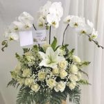 Jual Bunga Anggrek di Bandung